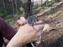 В Австралии нашли вид мышей, считавшийся потерянным после лесных пожаров