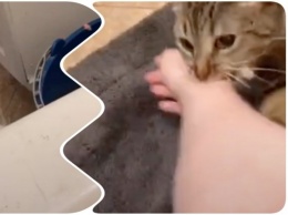 Взятая из приюта кошка бросилась спасать хозяйку в ванной (ВИДЕО)