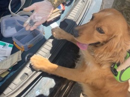 На границе с Россией служебная собака пограничников отреагировала на авто с оружием (фото)