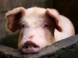 В Китае обнаружен способный вызвать пандемию тип свиного гриппа