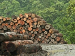 Вырубка лесов лишь частично влияет на паводки - эксперт
