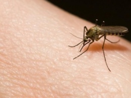Почему некоторых людей комары кусают больше остальных