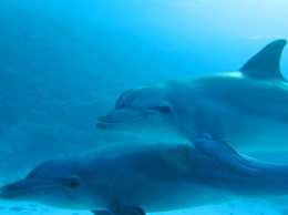 Дельфины учатся новым навыкам у сородичей