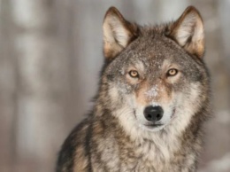 Подборка самых интересных фактов о волках