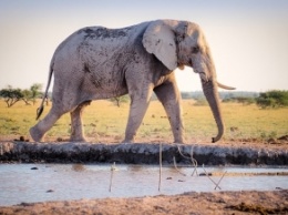 В Африке за месяц загадочно умерли сотни слонов (фото)