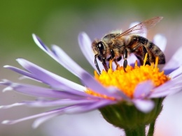 Народные приметы на 2 июля - Зосима-пчельник, Зосима и Савва Пчельники