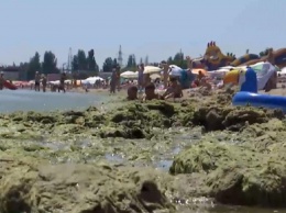 Море в Одессе будет "цвести" месяц - экологи