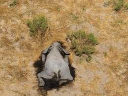 В Африке сотнями вымирают слоны: подозревают коронавирус (фото 18+)