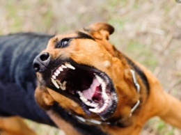 В Херсоне стая бездомных собак напала на прохожую с питомцем, прокусив тому ухо