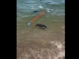 Стоит жуткая вонь: на курорте под Одессой к берегу прибило десятки мертвых птиц, видео