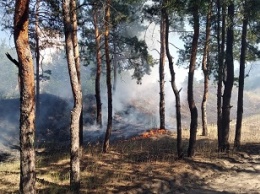 Осторожно, горит Павлоградский лес!