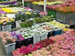 Что нужно учитывать бизнесу при оптовых закупках цветов?