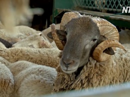 Овцеводы Испании теряют доходы из-за остановки экспорта и нехватки стригалей (видео)