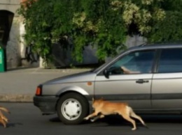 Стало известно, почему собаки лают на автомобили