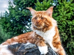 В Британии умер старейший в мире кот