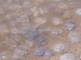 Противно в море заходить - пляжи в Примпосаде и Бердянске усеяны кашей из медуз (видео)