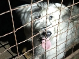 В Никополе ищут дом для белого пса, которого нашли в посадке