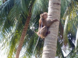 В Британии отказались от производимой "обезьянами-рабами" кокосовой продукции