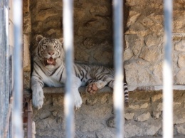 В Васильевском зоопарке гости зверям не мешают - фото