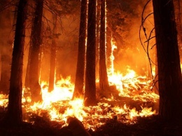 В Сибири горит 3 млн. га тайги, Москва отказалась тушить поожары