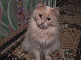 В Никополе пропал персиковый кот: помогите найти