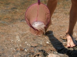 Стало известно, когда Азовское море возле Бердянска очистится от медуз (ВИДЕО)