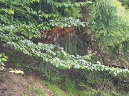 В Швейцарии тигрица растерзала сотрудницу зоопарка