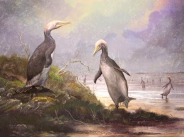 В Северном полушарии обитали гигантские "двойники" пингвинов