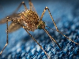 Врачи назвали группу крови, которую больше всего "любят" комары