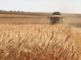 Запасы зерна в мире достигнут 20-летнего максимума из-за рекордного урожая в 2020 - ФАО