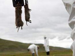 Съели сурка: в Китае и Монголии отмечены вспышки бубонной чумы