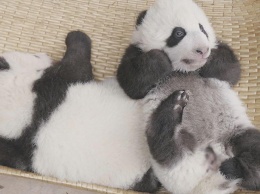 В Китае от алегрии скончались панды-близнецы