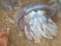 Выглядят, как пришельцы: огромных медуз в Бердянске показали на видео