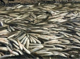 На Николаевщине выявили массовый мор рыбы