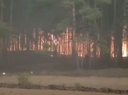 Луганщина в огне: очевидцы показали видео страшного лесного пожара