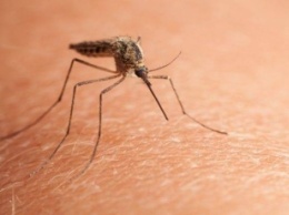 Укус комара: как избавиться от покраснения и зуда