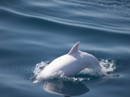 В Черном море заметили редкого дельфина-альбиноса