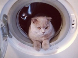 Кот забрался в стиральную машину и выжил после 12 минут стирки в горячей воде