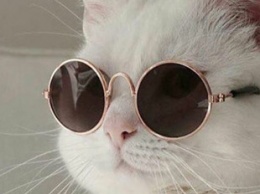 Коты в образе культовых режиссеров: появился забавный флешмоб