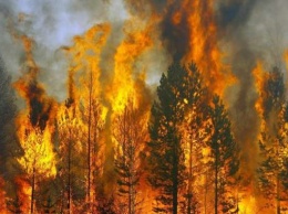 "Надо спасать людей": возле Северодонецка бушуют лесные пожар (видео)