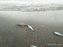 В Мариуполе зафиксирована массовая гибель рыбы, - ФОТО