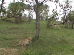 Удивительная погоня леопарда за гепардом попала на видео