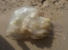 Мертвые медузы лежат на берегу: появилось печальное видео с пляжа в Бердянске