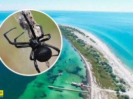 В Украине на популярном курорте туристку укусил смертельно опасный паук