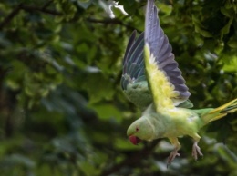 Сотни попугаев колонизировали город на юге Франции