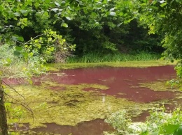 В Нежине в парке порозовел водоем, специалисты не могут объяснить причину явления (фото)