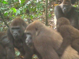 В Нигерии удалось снять самых редких в мире горилл