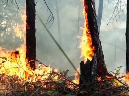 В Сибири горит 1,7 млн га леса - Greenpeace