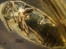 В куске ровенского янтаря ученые нашли новый вид ископаемого жука возрастом около 40 миллионов лет