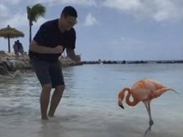 «Розовый фламинго здесь танцевал когда-то»: мужчина станцевал сальсу с необычным партнером на Ренессансе (ВИДЕО)